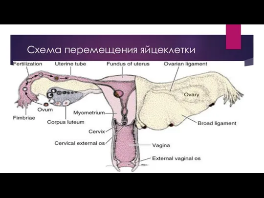 Схема перемещения яйцеклетки