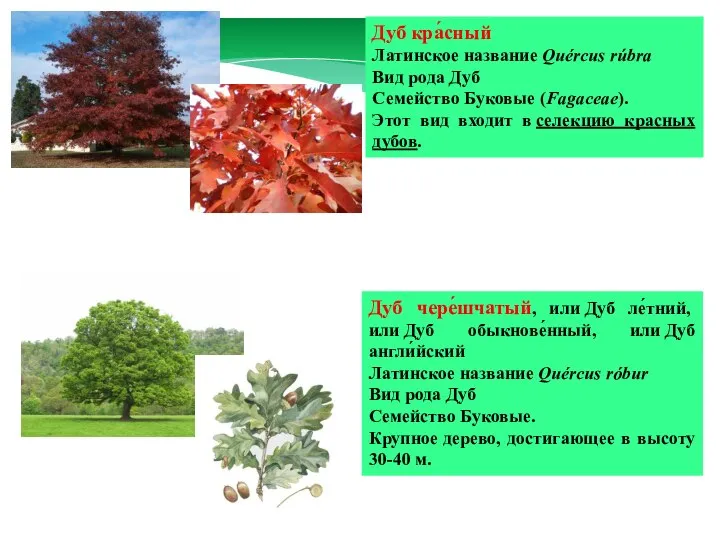 Дуб кра́сный Латинское название Quércus rúbra Вид рода Дуб Семейство Буковые (Fagaceae).