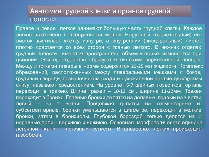 Анатомия грудной клетки и органов грудной полости Правое и левое легкое занимают