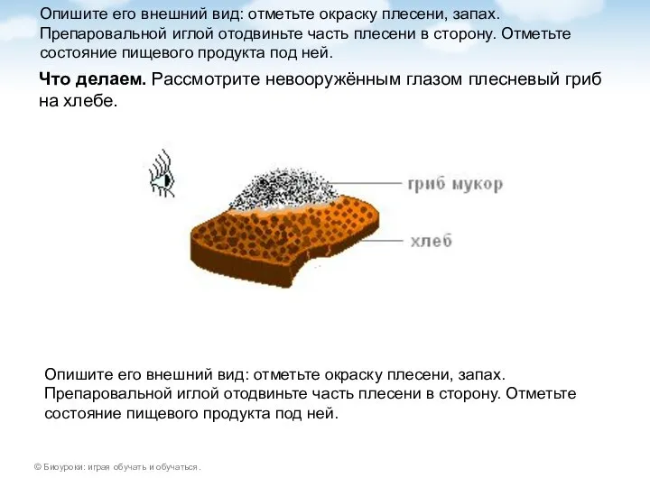 Опишите его внешний вид: отметьте окраску плесени, запах. Препаровальной иглой отодвиньте часть