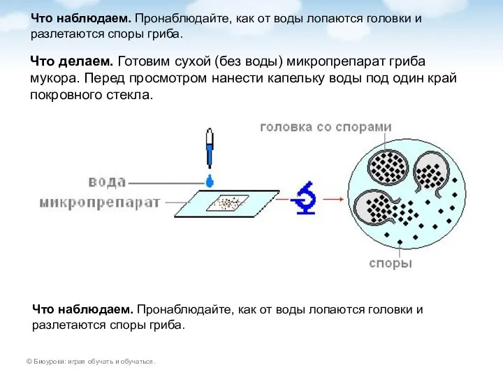 Что наблюдаем. Пронаблюдайте, как от воды лопаются головки и разлетаются споры гриба.