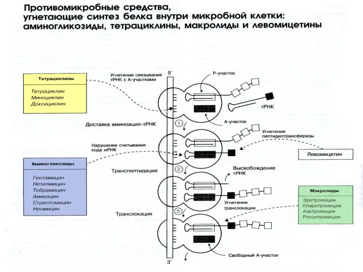 Группа тетрациклинов Тетрациклины являются одним из ранних классов АБ, первые тетрациклины были