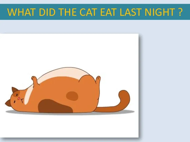 WHAT DID THE CAT EAT LAST NIGHT ?