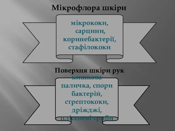 Мікрофлора шкіри мікрококи, сарцини, коринебактерії, стафілококи Поверхня шкіри рук кишкова паличка, спори