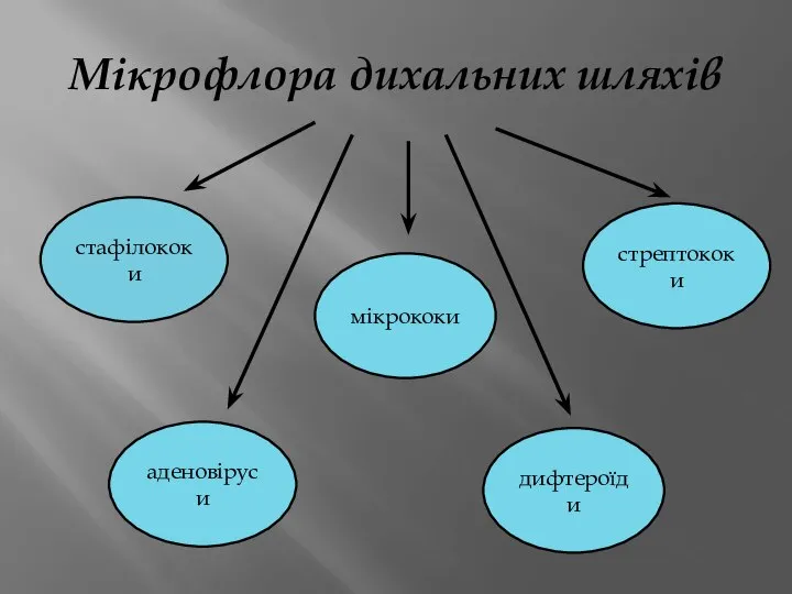 Мікрофлора дихальних шляхів мікрококи аденовіруси дифтероїди стафілококи стрептококи