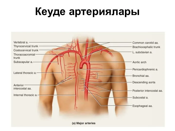 Кеуде артериялары