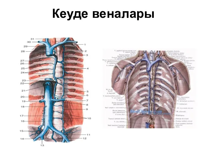 Кеуде веналары