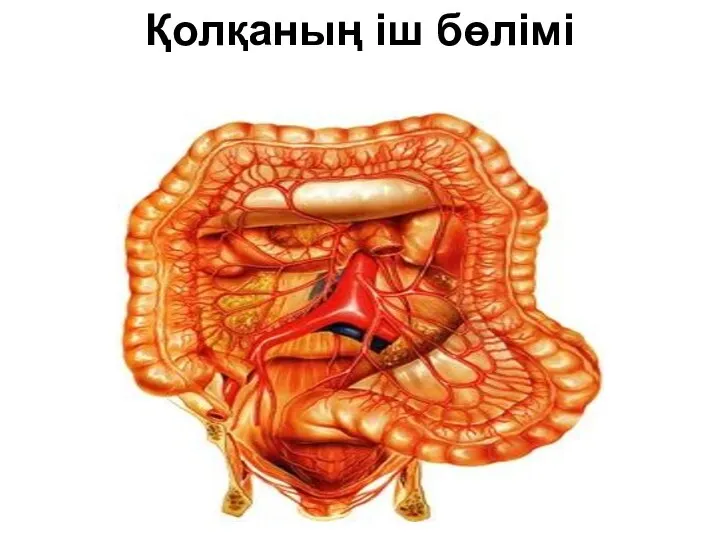 Қолқаның іш бөлімі