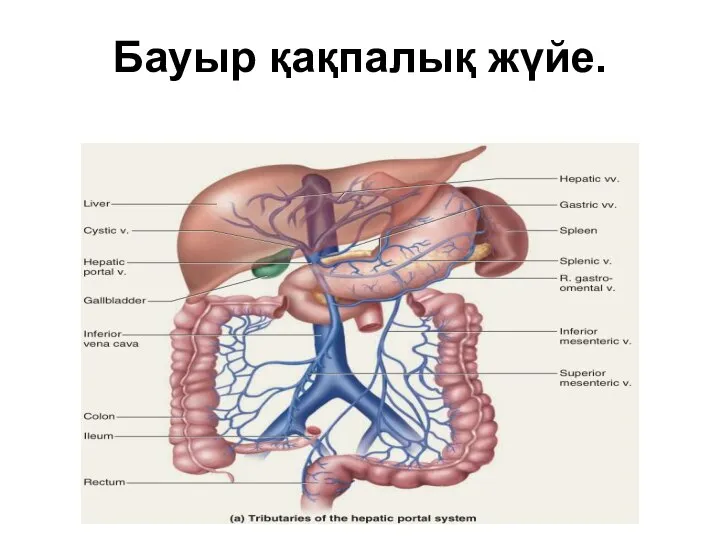 Бауыр қақпалық жүйе.