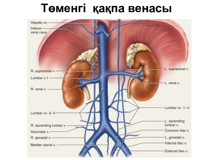 Төменгі қақпа венасы