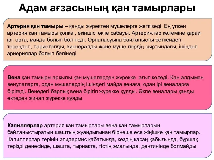 Артерия қан тамыры – қанды жүректен мүшелерге жеткізеді. Ең үлкен артерия қан