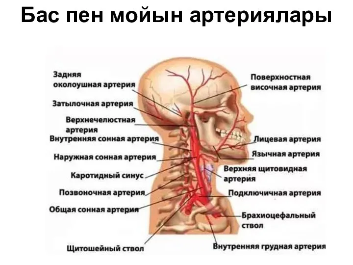 Бас пен мойын артериялары