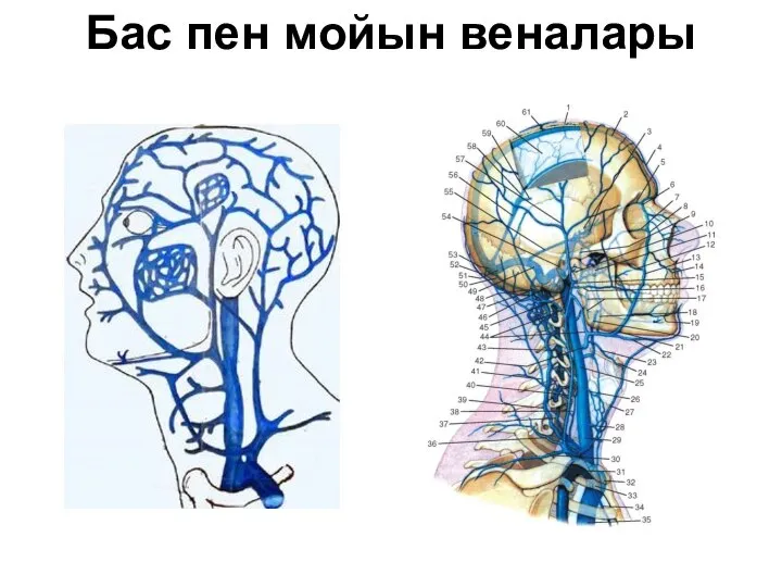 Бас пен мойын веналары