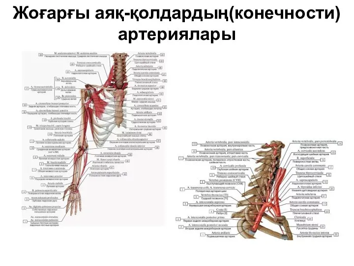 Жоғарғы аяқ-қолдардың(конечности) артериялары