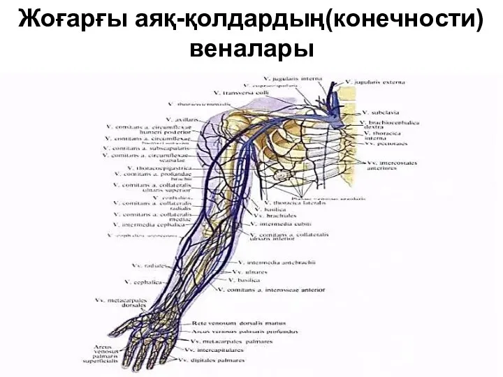 Жоғарғы аяқ-қолдардың(конечности) веналары