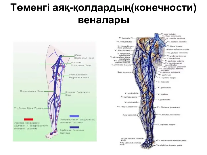 Төменгі аяқ-қолдардың(конечности) веналары