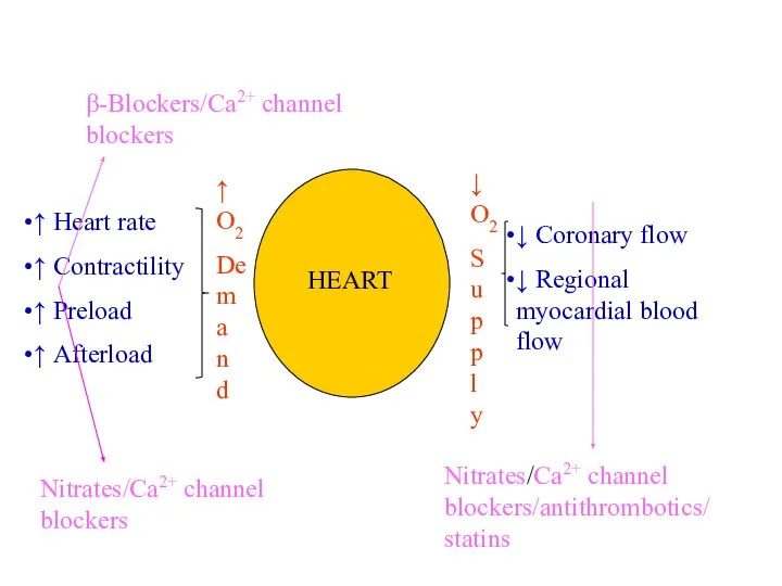 ↑ Heart rate ↑ Contractility ↑ Preload ↑ Afterload ↓ Coronary flow