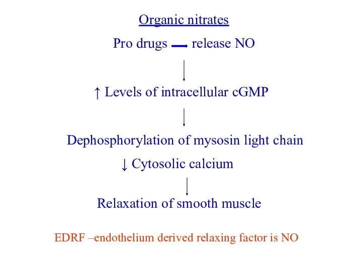 Organic nitrates Pro drugs release NO ↑ Levels of intracellular cGMP Dephosphorylation