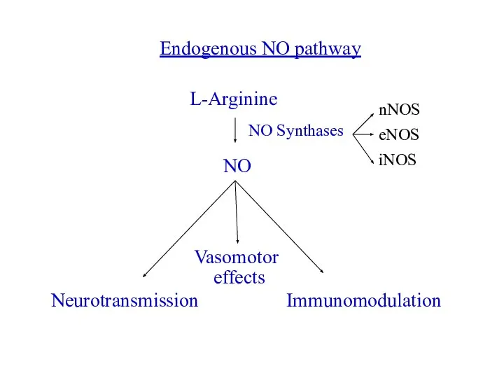 L-Arginine NO NO Synthases Neurotransmission Vasomotor effects Immunomodulation Endogenous NO pathway nNOS eNOS iNOS