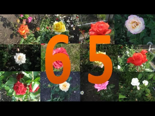 6 5