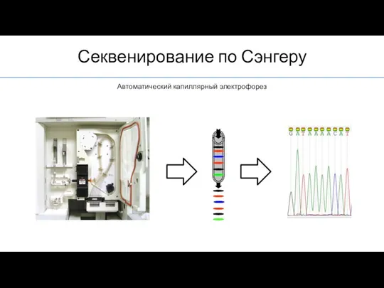 Секвенирование по Сэнгеру Автоматический капиллярный электрофорез