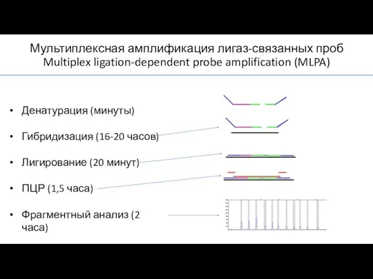 Мультиплексная амплификация лигаз-связанных проб Multiplex ligation-dependent probe amplification (MLPA) Денатурация (минуты) Гибридизация