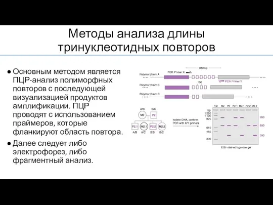 Методы анализа длины тринуклеотидных повторов Основным методом является ПЦР-анализ полиморфных повторов с