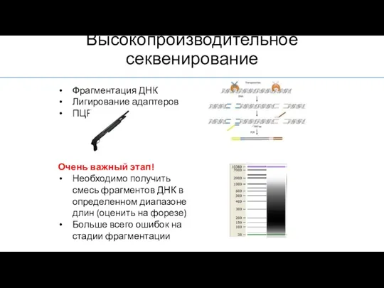 Фрагментация ДНК Лигирование адаптеров ПЦР Очень важный этап! Необходимо получить смесь фрагментов