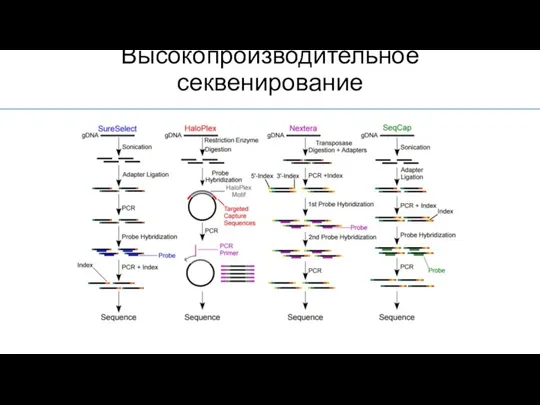 Высокопроизводительное секвенирование