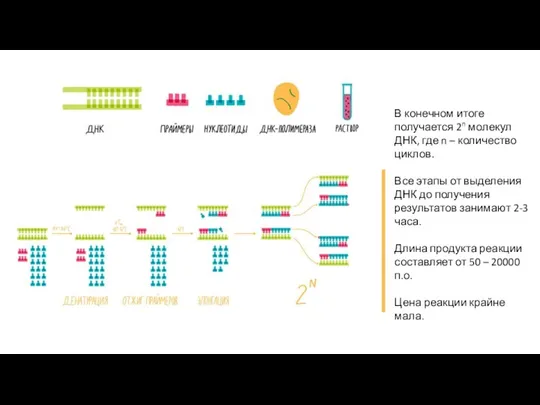 В конечном итоге получается 2n молекул ДНК, где n – количество циклов.