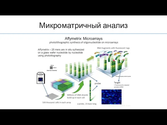 Микроматричный анализ