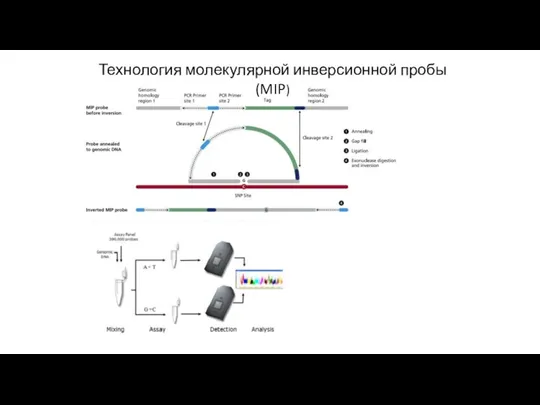 Технология молекулярной инверсионной пробы (MIP)