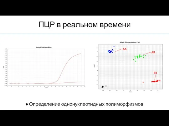 ПЦР в реальном времени Определение однонуклеотидных полиморфизмов AA AB BB