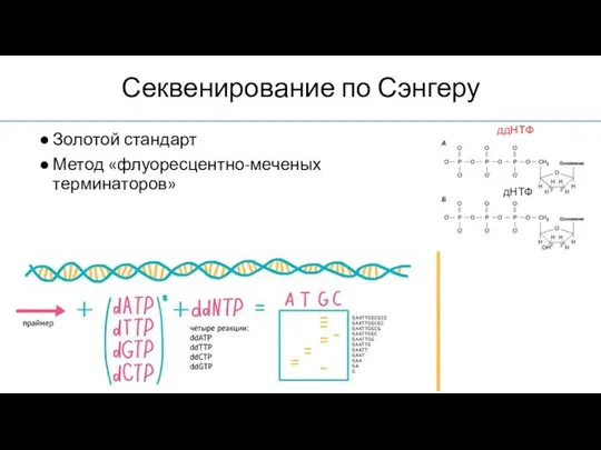 Секвенирование по Сэнгеру Золотой стандарт Метод «флуоресцентно-меченых терминаторов» ддНТФ дНТФ