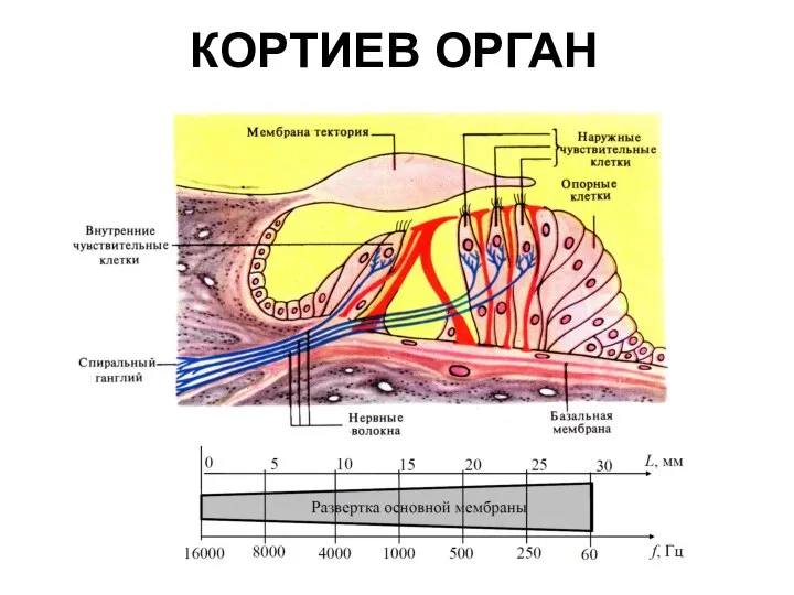 КОРТИЕВ ОРГАН