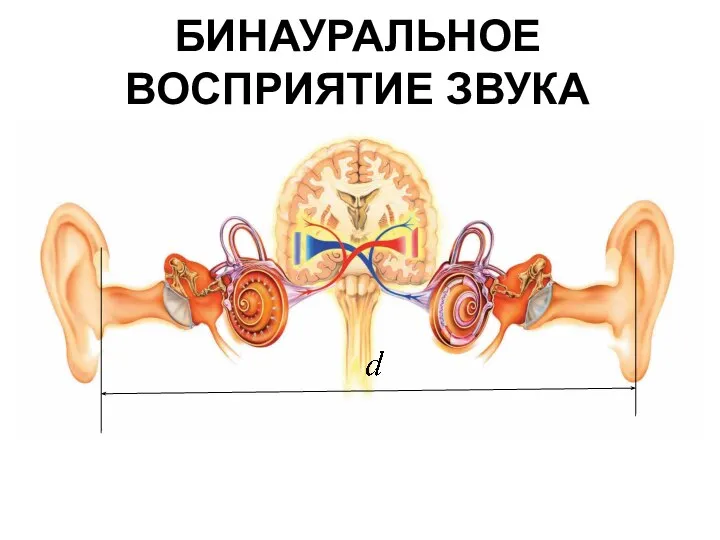 БИНАУРАЛЬНОЕ ВОСПРИЯТИЕ ЗВУКА