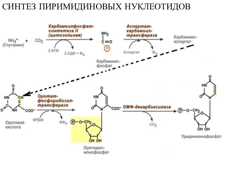 СИНТЕЗ ПИРИМИДИНОВЫХ НУКЛЕОТИДОВ