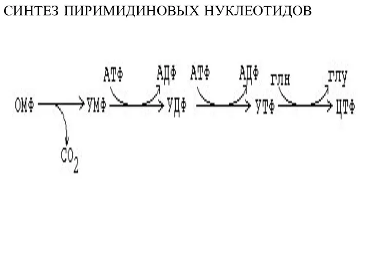 СИНТЕЗ ПИРИМИДИНОВЫХ НУКЛЕОТИДОВ