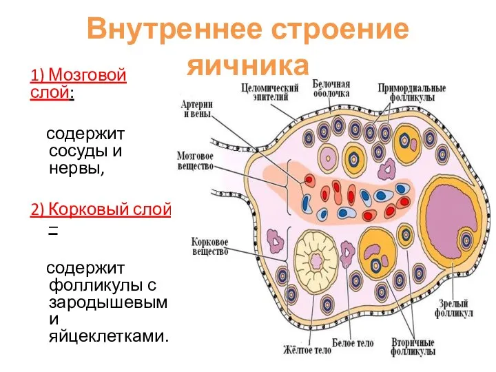 Внутреннее строение яичника 1) Мозговой слой: содержит сосуды и нервы, 2) Корковый