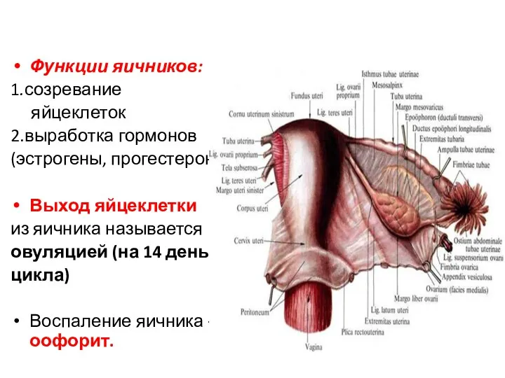 Функции яичников: 1.созревание яйцеклеток 2.выработка гормонов (эстрогены, прогестерон) Выход яйцеклетки из яичника