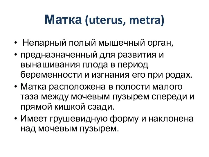 Матка (uterus, metra) Непарный полый мышечный орган, предназначенный для развития и вынашивания