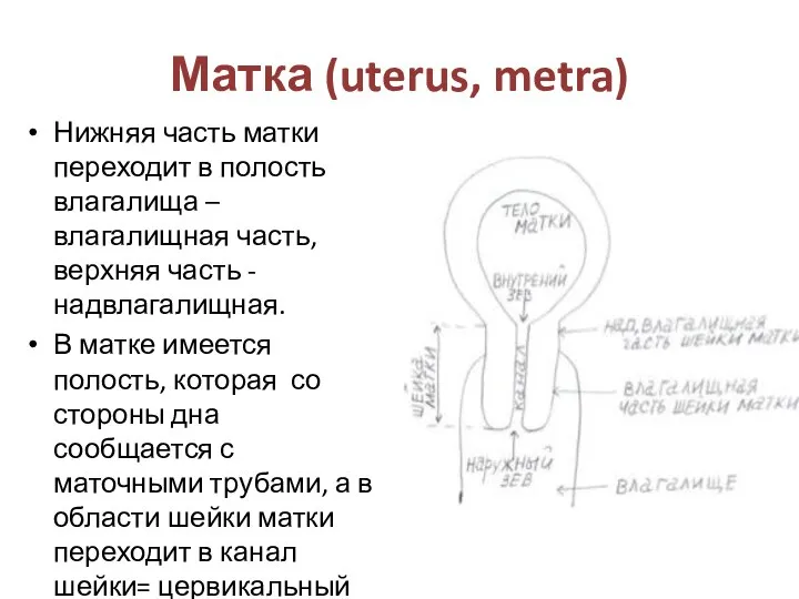 Матка (uterus, metra) Нижняя часть матки переходит в полость влагалища – влагалищная