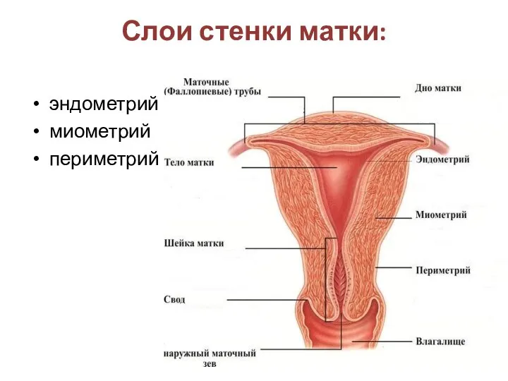 Слои стенки матки: эндометрий миометрий периметрий