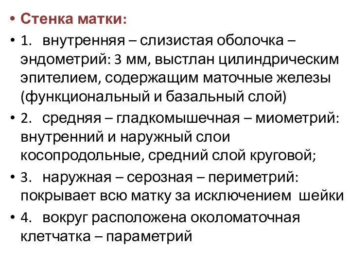 Стенка матки: 1. внутренняя – слизистая оболочка – эндометрий: 3 мм, выстлан