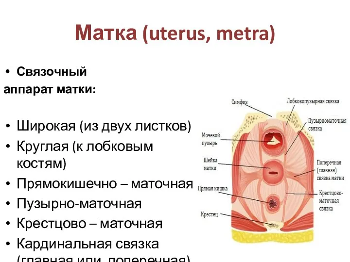 Матка (uterus, metra) Связочный аппарат матки: Широкая (из двух листков) Круглая (к