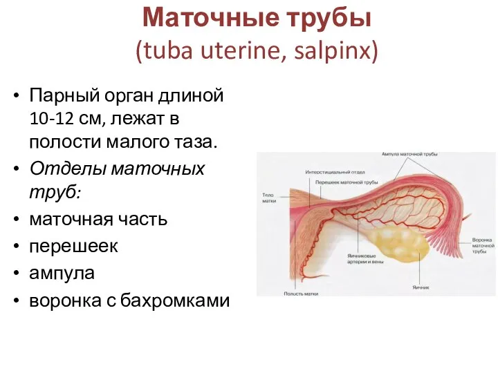 Маточные трубы (tuba uterine, salpinx) Парный орган длиной 10-12 см, лежат в