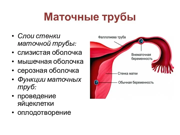 Маточные трубы Слои стенки маточной трубы: слизистая оболочка мышечная оболочка серозная оболочка