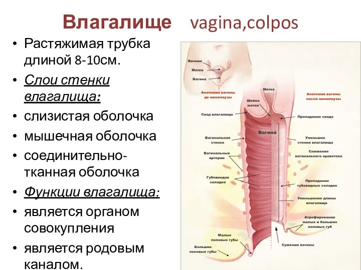 Влагалище vagina,colpos Растяжимая трубка длиной 8-10см. Слои стенки влагалища: слизистая оболочка мышечная
