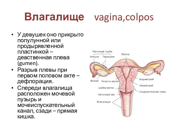 Влагалище vagina,colpos У девушек оно прикрыто полулунной или продырявленной пластинкой – девственная