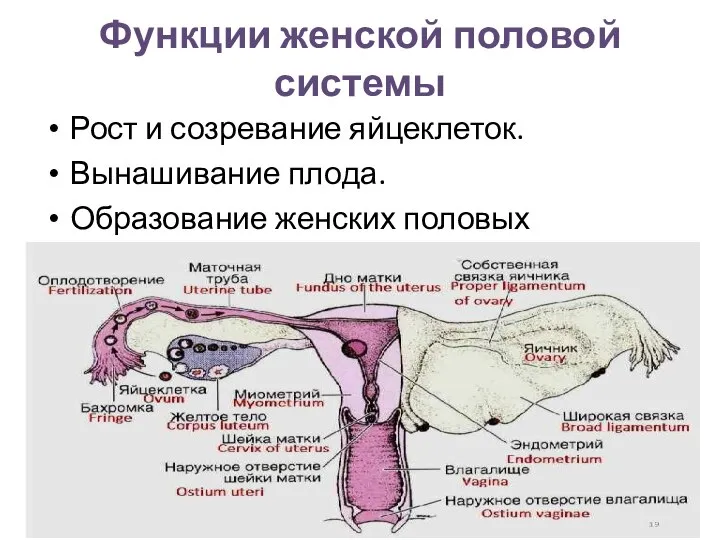 Функции женской половой системы Рост и созревание яйцеклеток. Вынашивание плода. Образование женских половых гормонов.